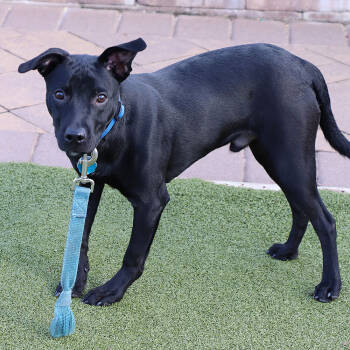 Rescue Mixed Breed Dogs for Adoption in Port Washington, New York - Peter | PetCurious