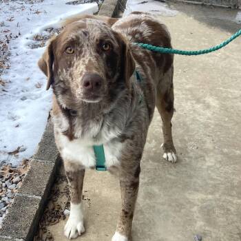 Australian Shepherd Dogs Available for Adoption - Mandy Mindful | PetCurious