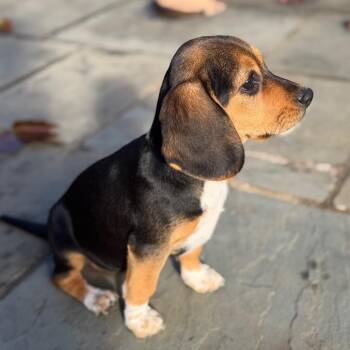 Floppy Pup Harvest -  Beagle and Mixed Breed Dog for Adoption in Falls Church, Virginia - Floppy Pup Harvest | PetCurious