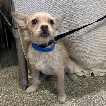IVHS-Stray-142566 -  Terrier Dog for Adoption in San Gabriel, California - IVHS-Stray-142566 | PetCurious
