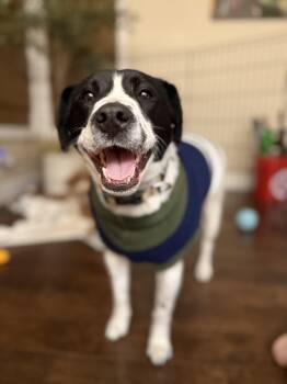Border Collie and Labrador Retriever Dogs Available for Adoption - Dakota | PetCurious