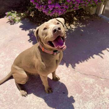 Rescue Mixed Breed Dogs for Adoption in Las Cruces, New Mexico - Murphy - PAWS | PetCurious