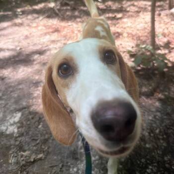 Lemon Loaf -  Hound Dog for Adoption in Troy, Virginia - Lemon Loaf | PetCurious