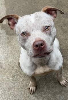 Sirloin -  Pit Bull Terrier Dog for Adoption in Chicago, Illinois - Sirloin | PetCurious
