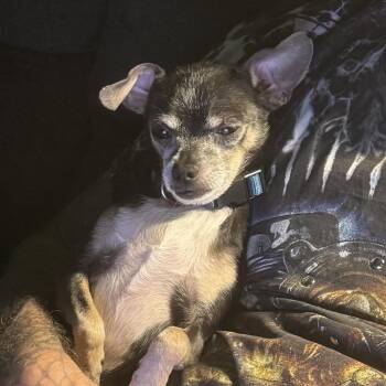 Squirt (Dallas) -  Chihuahua Dog for Adoption in Houston, Texas - Squirt (Dallas) | PetCurious