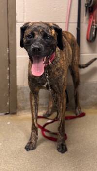 Rescue Mountain Cur Dogs for Adoption in Hopkinsville, Kentucky - Sasha | PetCurious
