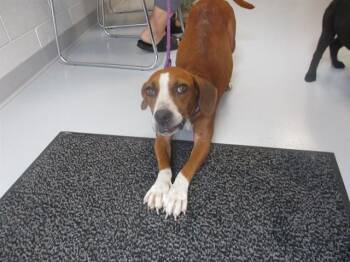 MIA VIOLET -  Beagle and Mixed Breed Dog for Adoption in Ocala, Florida - MIA VIOLET | PetCurious