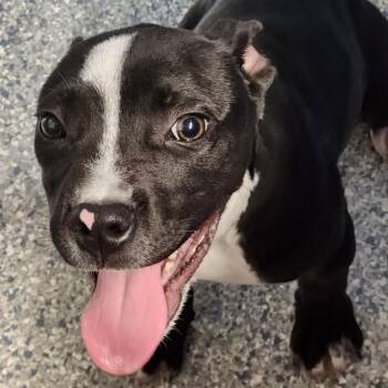 Ridges -  Terrier Dog for Adoption - Ridges | PetCurious