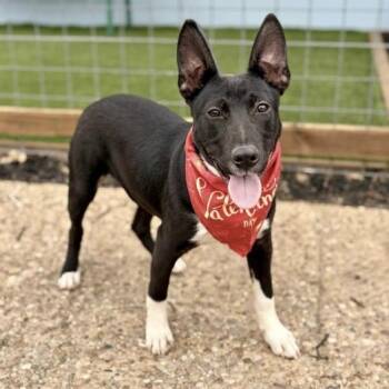 Mixed Breed Dogs Available for Adoption - Asher (URGENT) | PetCurious