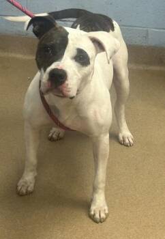 Kimbap -  Mixed Breed Dog for Adoption in Chamblee, Georgia - Kimbap | PetCurious