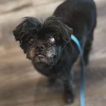 Sugar -  Shih Tzu Dog for Adoption in West Falls, New York - Sugar | PetCurious