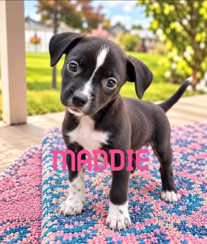 Maddie -  Terrier Dog for Adoption in Toms River, New Jersey - Maddie | PetCurious