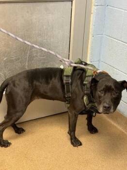 Recan -  Mixed Breed Dog for Adoption in Chamblee, Georgia - Recan | PetCurious