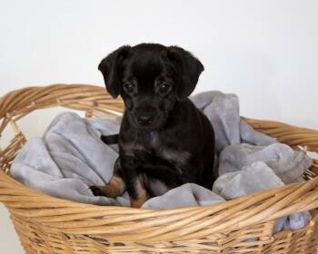 Chihuahua and Mixed Breed Dogs Available for Adoption in Coachella, California - Onyx | PetCurious