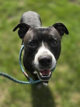 Sebastian -  Pit Bull Terrier and Mixed Breed Dog for Adoption in Westland, Michigan - Sebastian | PetCurious