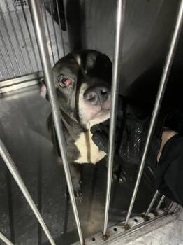 Mixed Breed Dogs Available for Adoption - ANTHONY | PetCurious