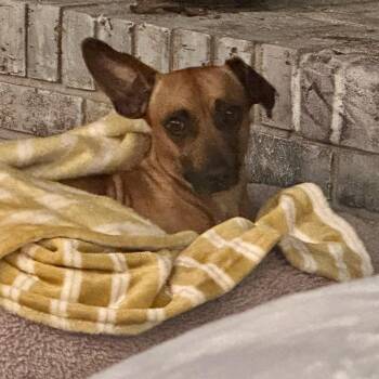 Terrier Dogs Available for Adoption in Wando, South Carolina - Ziggy | PetCurious