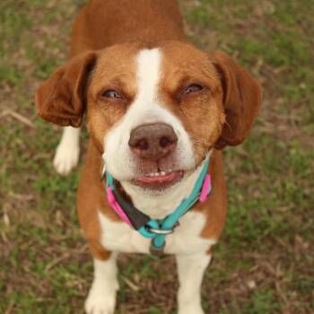 Cauliflower -  Beagle and Terrier Dog for Adoption in Louisville, Kentucky - Cauliflower | PetCurious