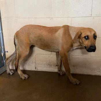 Korrie -  Shepherd Dog for Adoption in Edinburg, Texas - Korrie | PetCurious