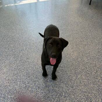 Aine -  Golden Retriever and Mixed Breed Dog for Adoption in Fredericksburg, Virginia - Aine | PetCurious