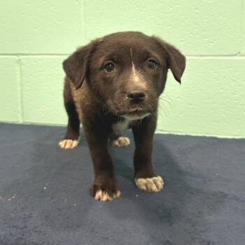 Labrador Retriever Dogs Available for Adoption in Cabot, Arkansas - Addie Kate | PetCurious