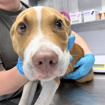 McChicken -  Mixed Breed Dog for Adoption in Summerville, South Carolina - McChicken | PetCurious