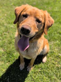 Labrador Retriever Dogs Available for Adoption in Mauston, Wisconsin - Shelby | PetCurious