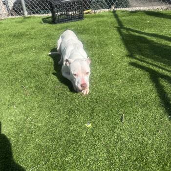Rescue Pit Bull Terrier Dogs for Adoption in Trenton, New Jersey - Tatiana | PetCurious