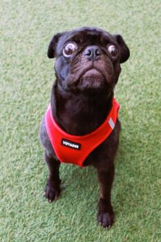 Pug Dogs Available for Adoption - Dinky | PetCurious