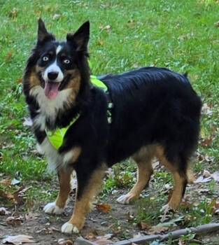 1192 Roxie -  Australian Shepherd Dog for Adoption in Ringwood, Illinois - 1192 Roxie | PetCurious