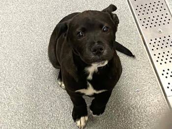 Labrador Retriever and Mixed Breed Dogs Available for Adoption - KING | PetCurious