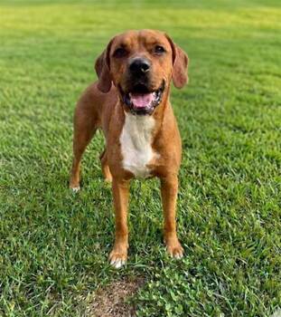 Hound and Mixed Breed Dogs Available for Adoption - CHIEF | PetCurious