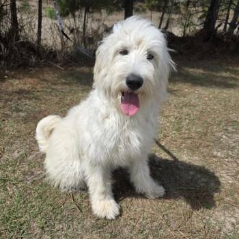 Standard Poodle Dogs Available for Adoption - Rumor | PetCurious