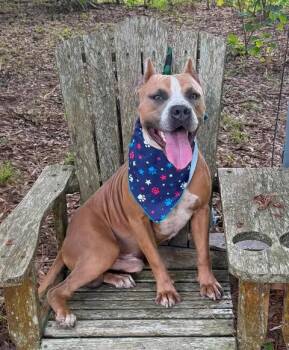 Toby -  Pit Bull Terrier Dog for Adoption in Winnie, Texas - Toby | PetCurious