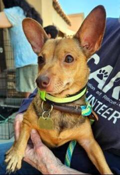 Izzy -  Chihuahua Dog for Adoption in Santa Paula, California - Izzy | PetCurious