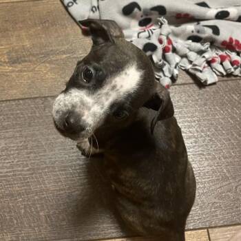 Doberman Pinscher and Mixed Breed Dogs Available for Adoption - Butters | PetCurious