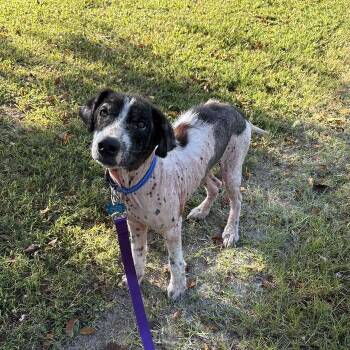 Caillou -  Border Collie and Mixed Breed Dog for Adoption in Carencro, Louisiana - Caillou | PetCurious