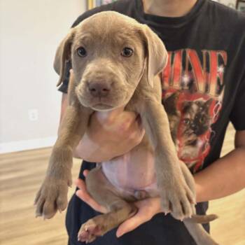 Labrador Retriever Dogs Available for Adoption in Fairfax Station, Virginia - Sansa | PetCurious