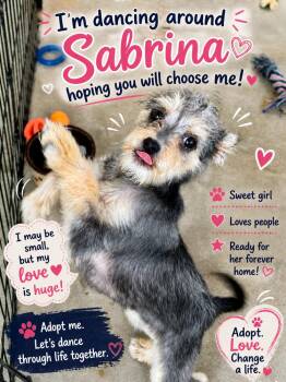 Mixed Breed Dogs Available for Adoption in San Diego, California - Sabrina | PetCurious