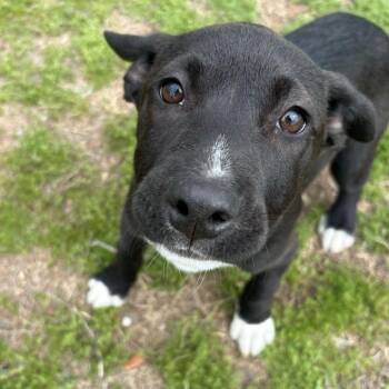Labrador Retriever Dogs Available for Adoption - Velma | PetCurious