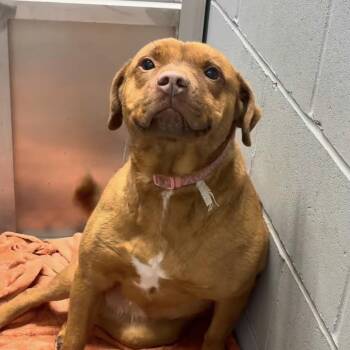 Star -  Mixed Breed Dog Available for Adoption in Columbia, South Carolina - Star | PetCurious