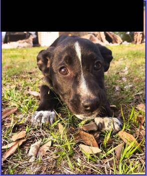 German Shepherd Dog and Labrador Retriever Dogs Available for Adoption - Petunia | PetCurious