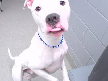 Rescue Boxer and Mixed Breed Dogs for Adoption in Omaha, Nebraska - TANK | PetCurious