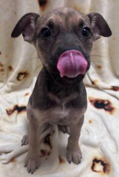 Quill -  Mixed Breed Dog for Adoption in Madison, Georgia - Quill | PetCurious