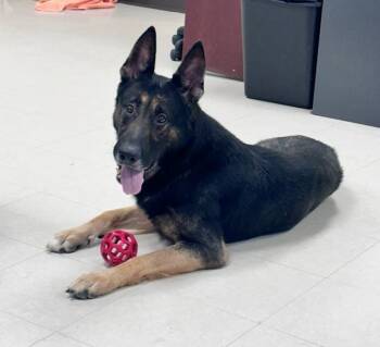 Coach -  German Shepherd Dog Dog for Adoption in Clayton, New Jersey - Coach | PetCurious