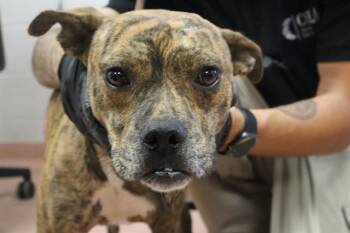 Rescue Mixed Breed Dogs for Adoption in Columbia, South Carolina - DUSTY | PetCurious
