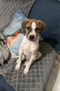 Terrier Dogs Available for Adoption in Ball Ground, Georgia - Lucas | PetCurious