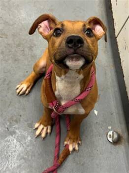 RED MANE -  Pit Bull Terrier Dog for Adoption in Peoria, Illinois - RED MANE | PetCurious