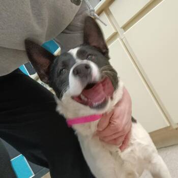 Border Collie and Mixed Breed Dogs Available for Adoption - Thea | PetCurious