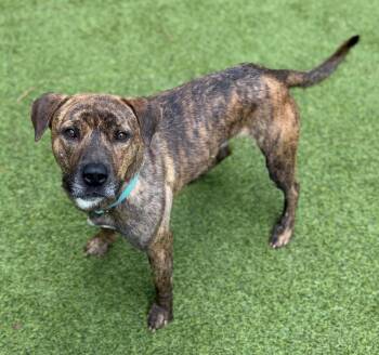Simon -  Mixed Breed Dog for Adoption in Sandy Springs, Georgia - Simon | PetCurious